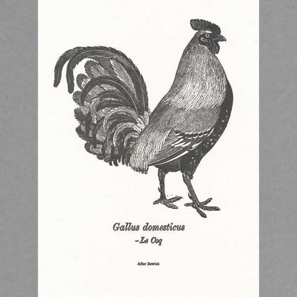 Gallus domesticus, Le Coq - A3 Letterpress Print