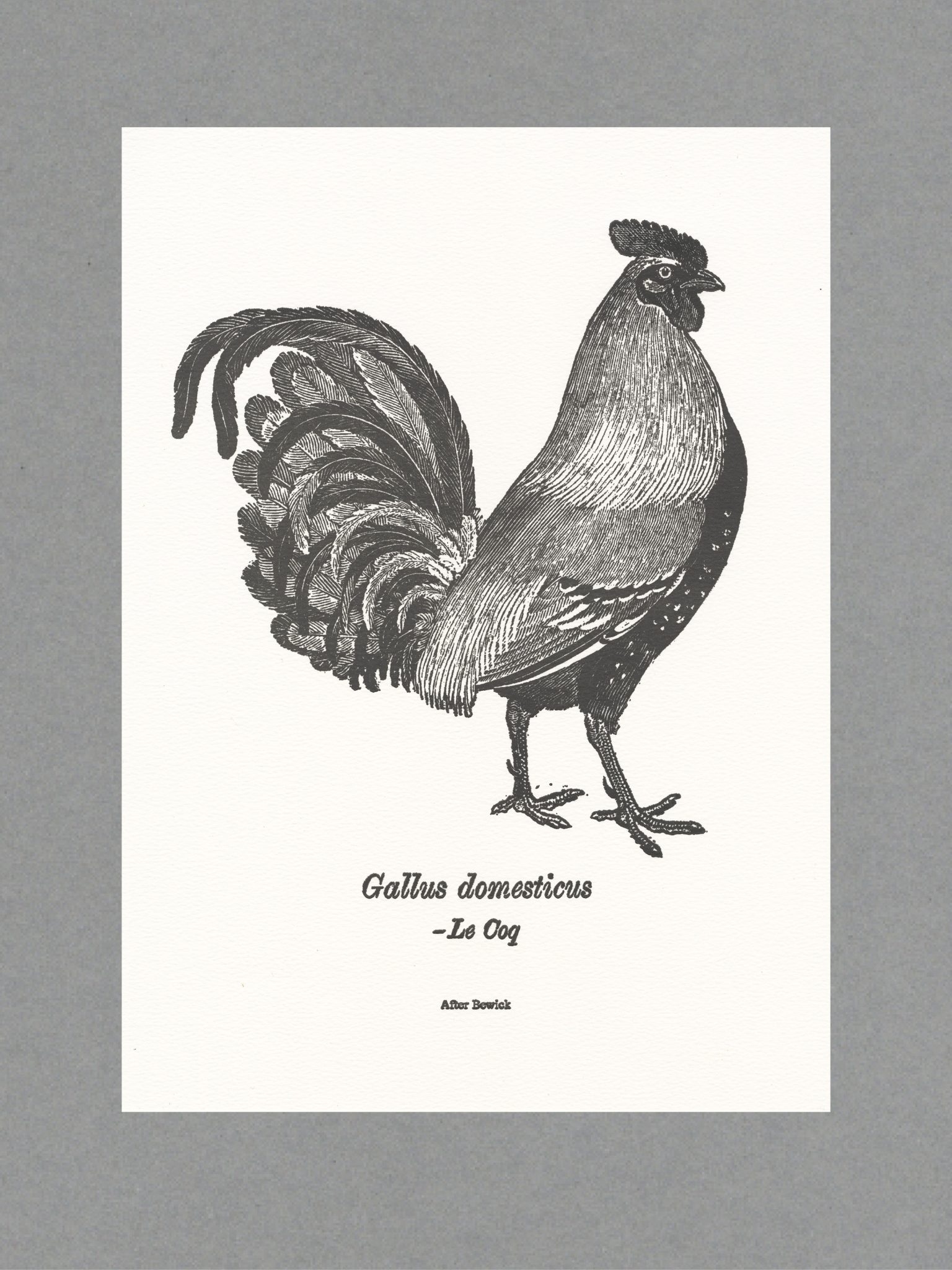 Black Coq Gallus domesticus, Le Coq - A3 Letterpress Print