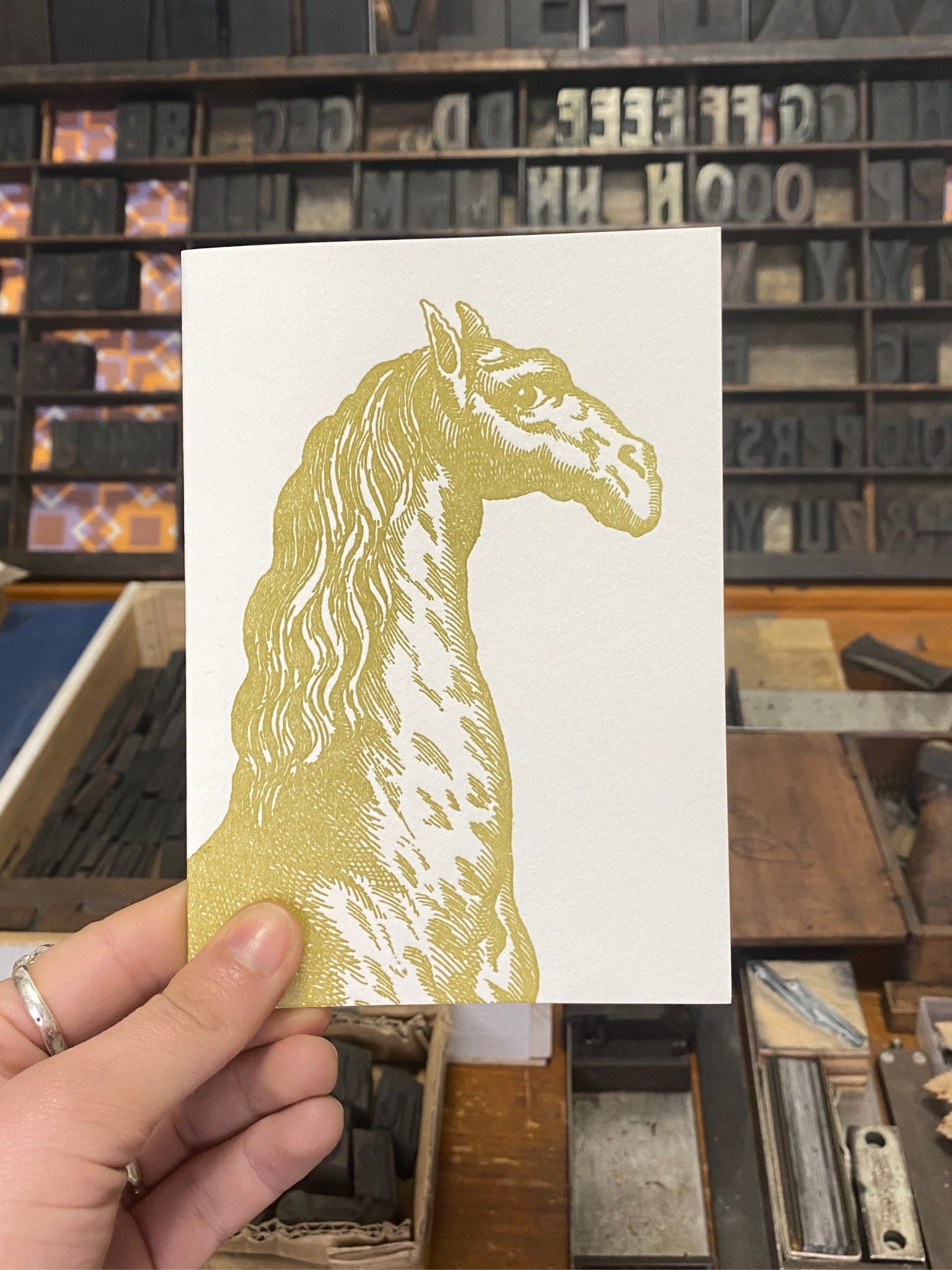 Sanders Camelid Gold Camelid