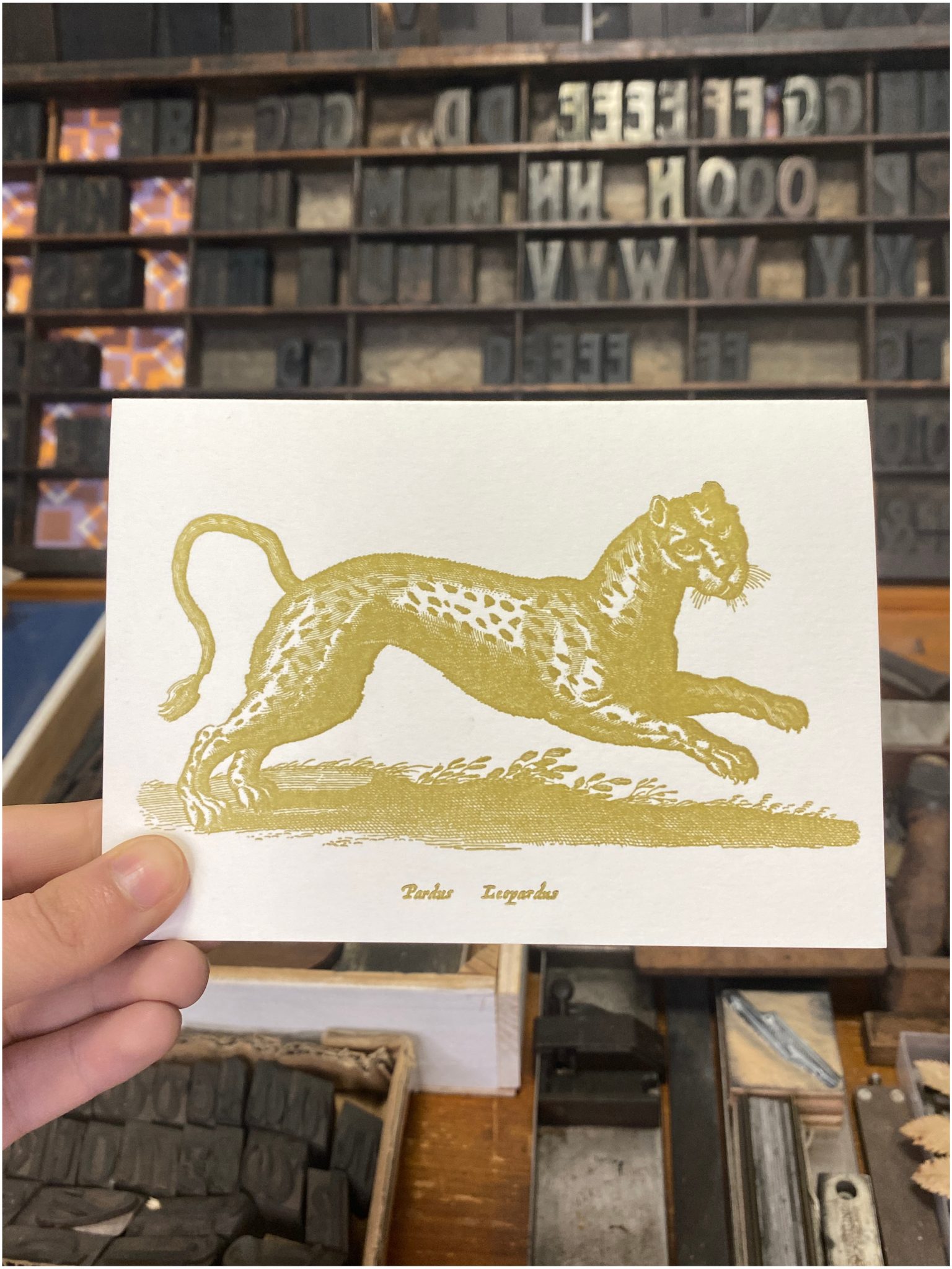 Sanders Leopard Gold Leopard