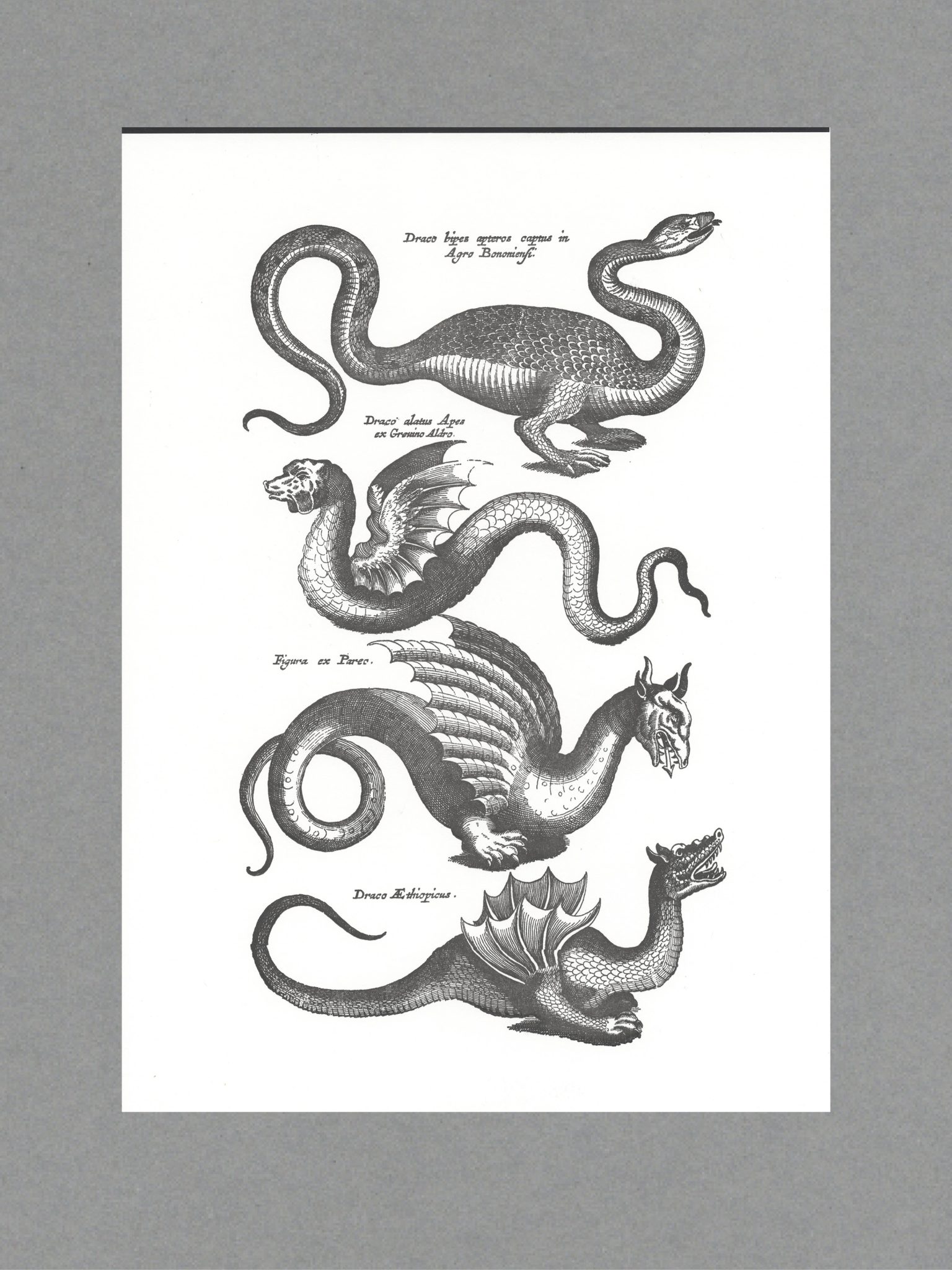 Black Dragons Dragons - A3 Letterpress Print