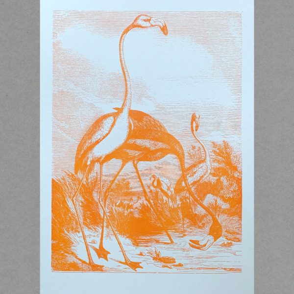 Flamingos - A3 Risograph Print