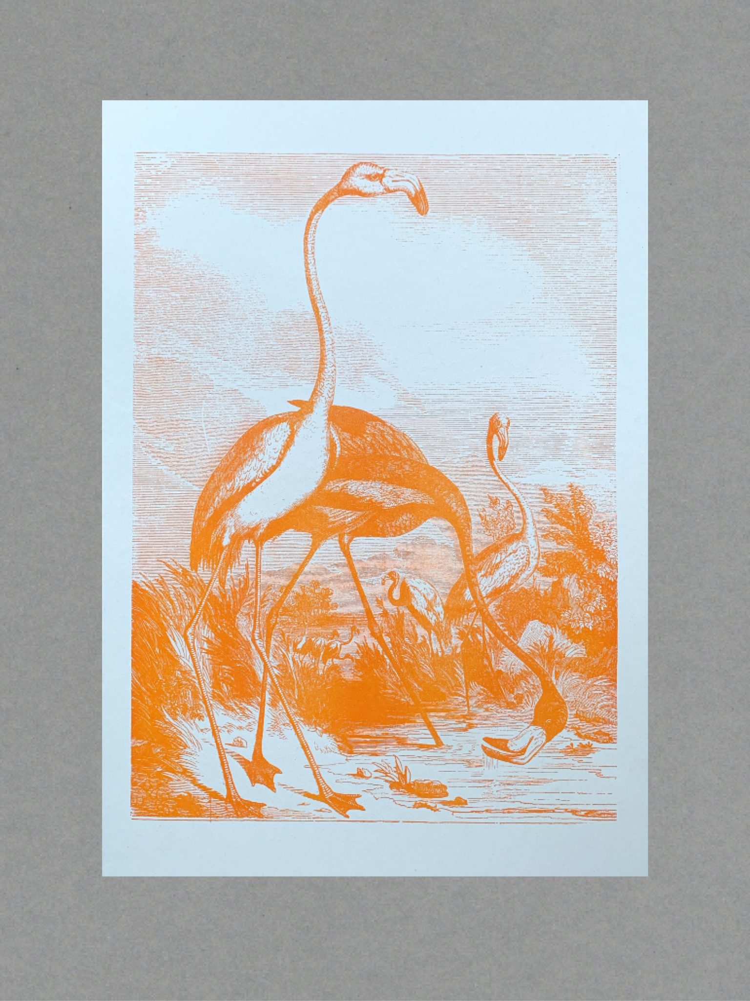 Flamingos Flamingos - A3 Risograph Print