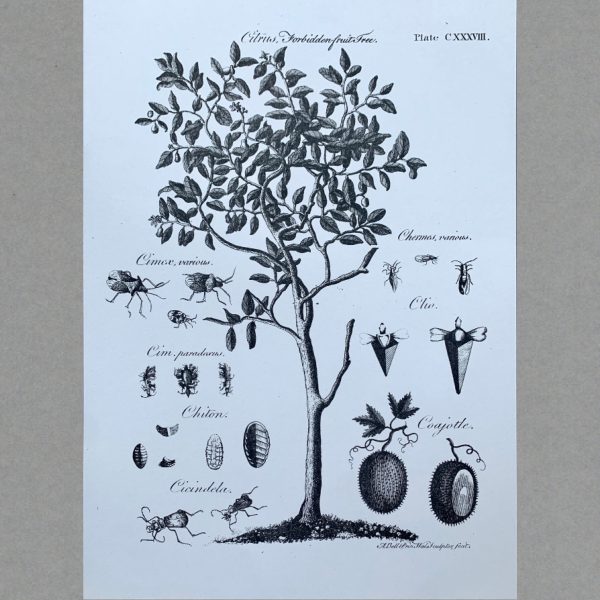 Forbidden Fruit Tree - A3 Risograph Print
