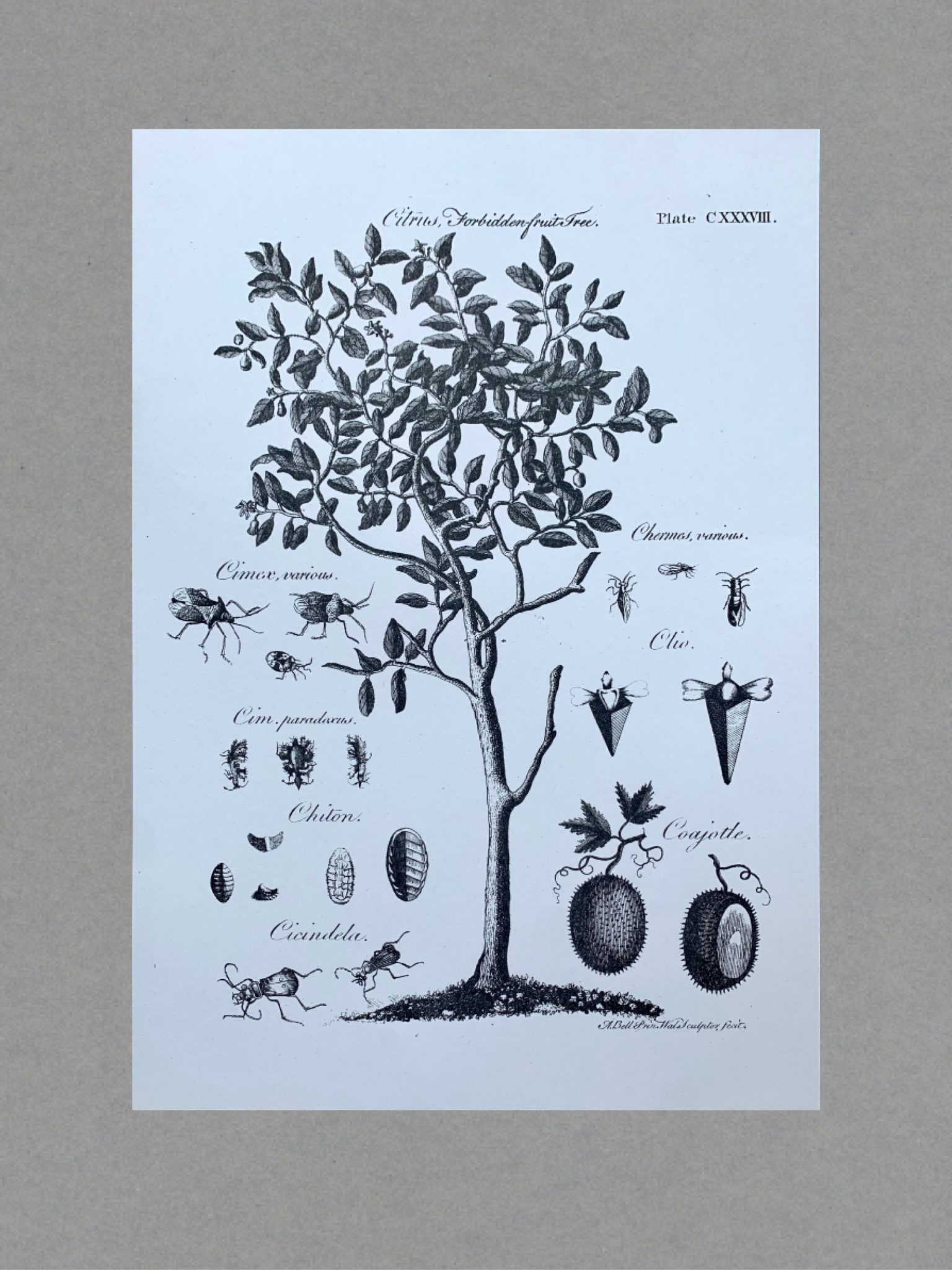 Fruit Tree Forbidden Fruit Tree - A3 Risograph Print
