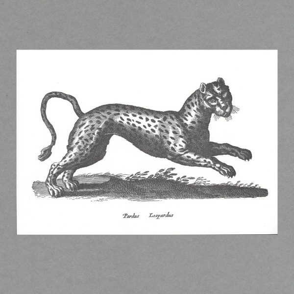 Leopard - A3 Letterpress Print