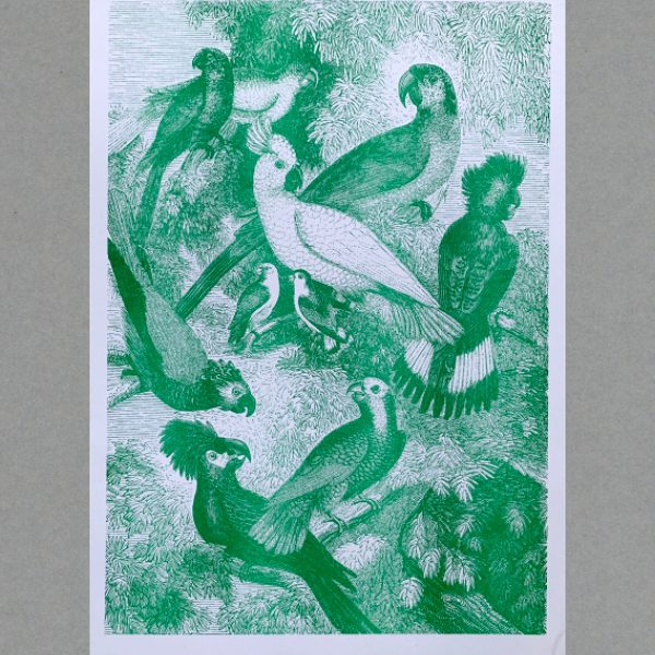 Parrots - A3 Risograph Print