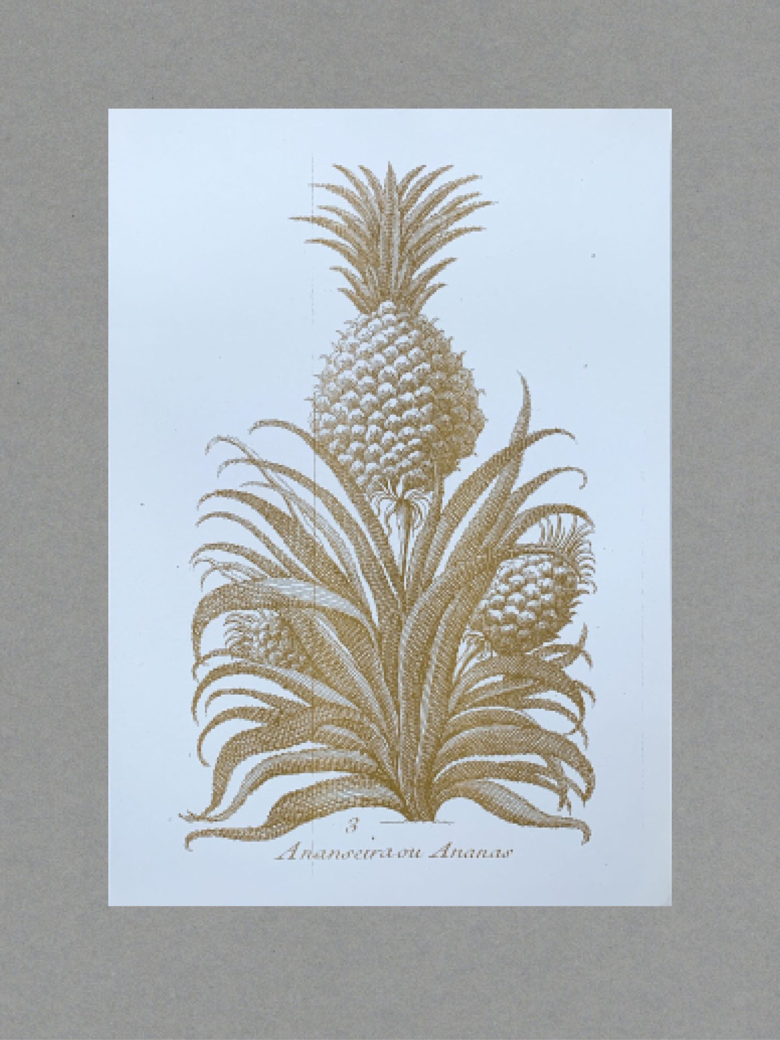 Pineapple Pineapple - A3 Risograph Print