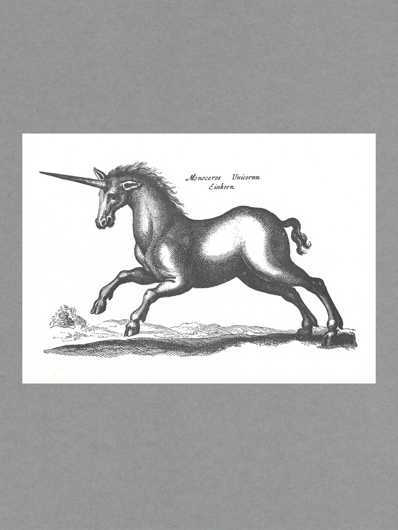 Unicorn - A3 Letterpress Print - The Passenger Press