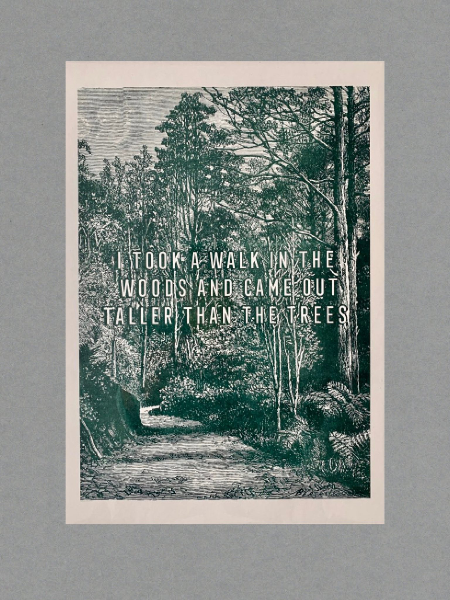 Walk In The Woods Walk In The Woods - A3 Risograph Print