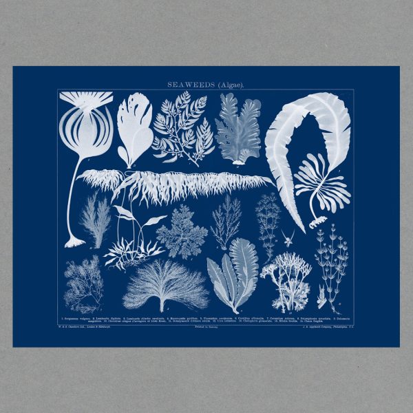 Algae Cyanotype - A2 Landscape Print