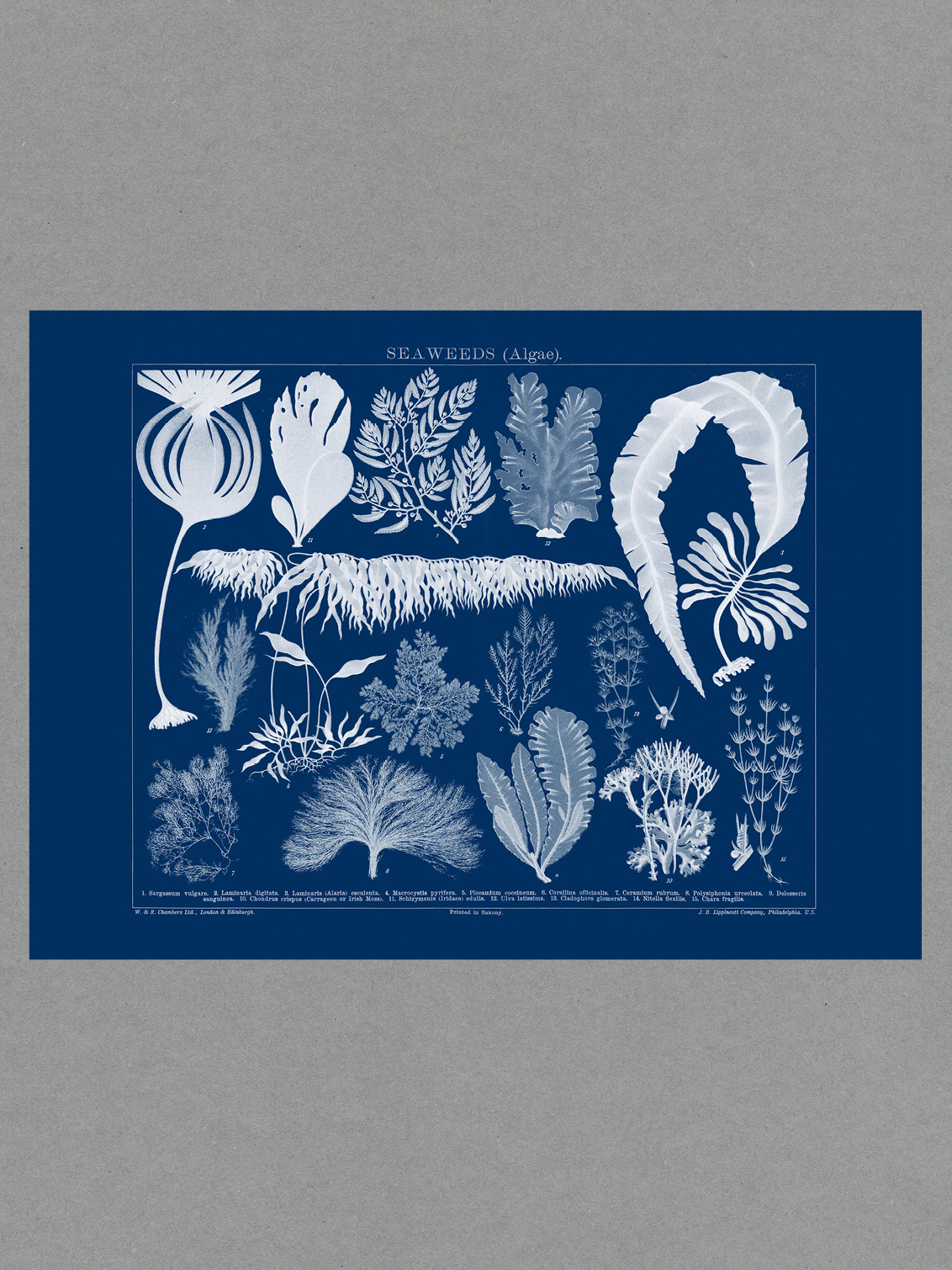 algae landscape Algae Cyanotype - A2 Landscape Print