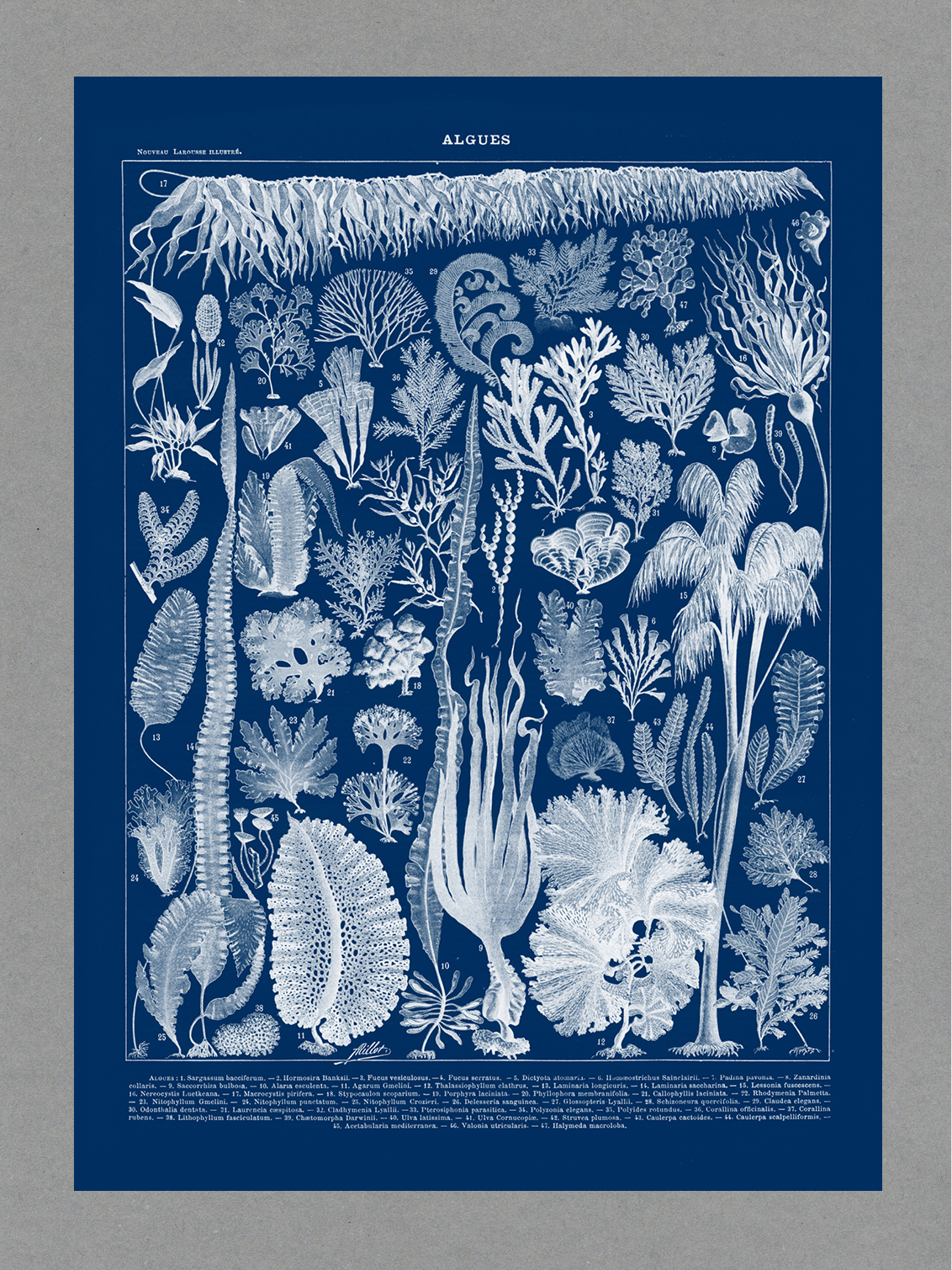 algae portrait Algae Cyanotype - A2 Portrait Print